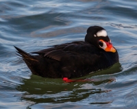 Surf Scoter