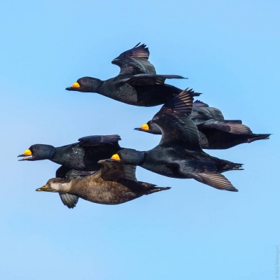 82367362_776490646180737_5750335173838836330_n_18088997971134714